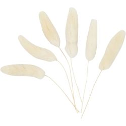 Federgras