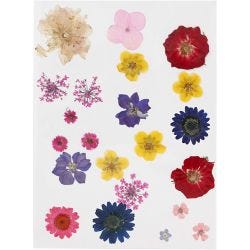 Gepresste Blüten und Blätter