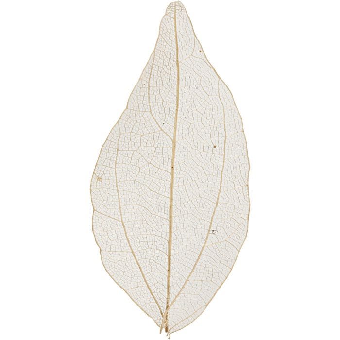 Laubblätter, L 4,5-8 cm, Natur, 20 Stk/ 1 Pck