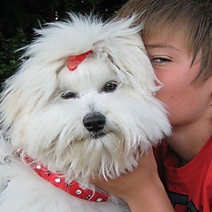 Hundehalsband