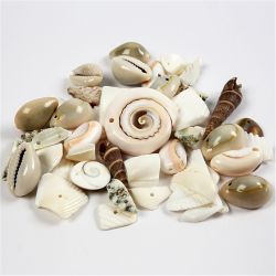 Strandmuscheln, Gr&ouml;&szlig;e 9-40 mm, Lochgr&ouml;&szlig;e 1-1,5 mm, 120 g/ 1 Pck